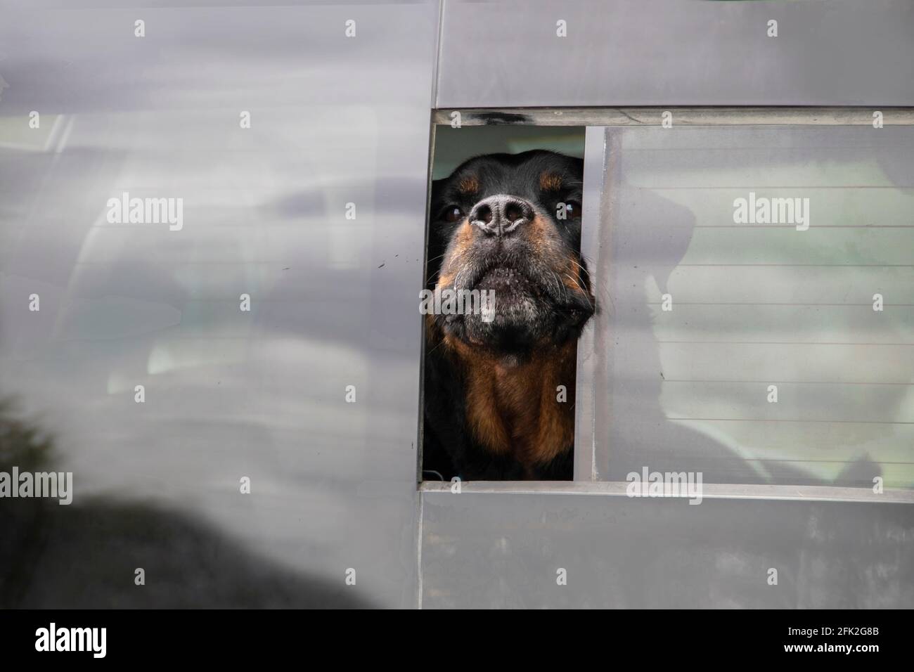 Sehr gemein aussehender Hund klebt Nase und so viel Kopf Möglichst aus einer kleinen Öffnung im Fahrzeugrückseite Fenster - Nahaufnahme Stockfoto
