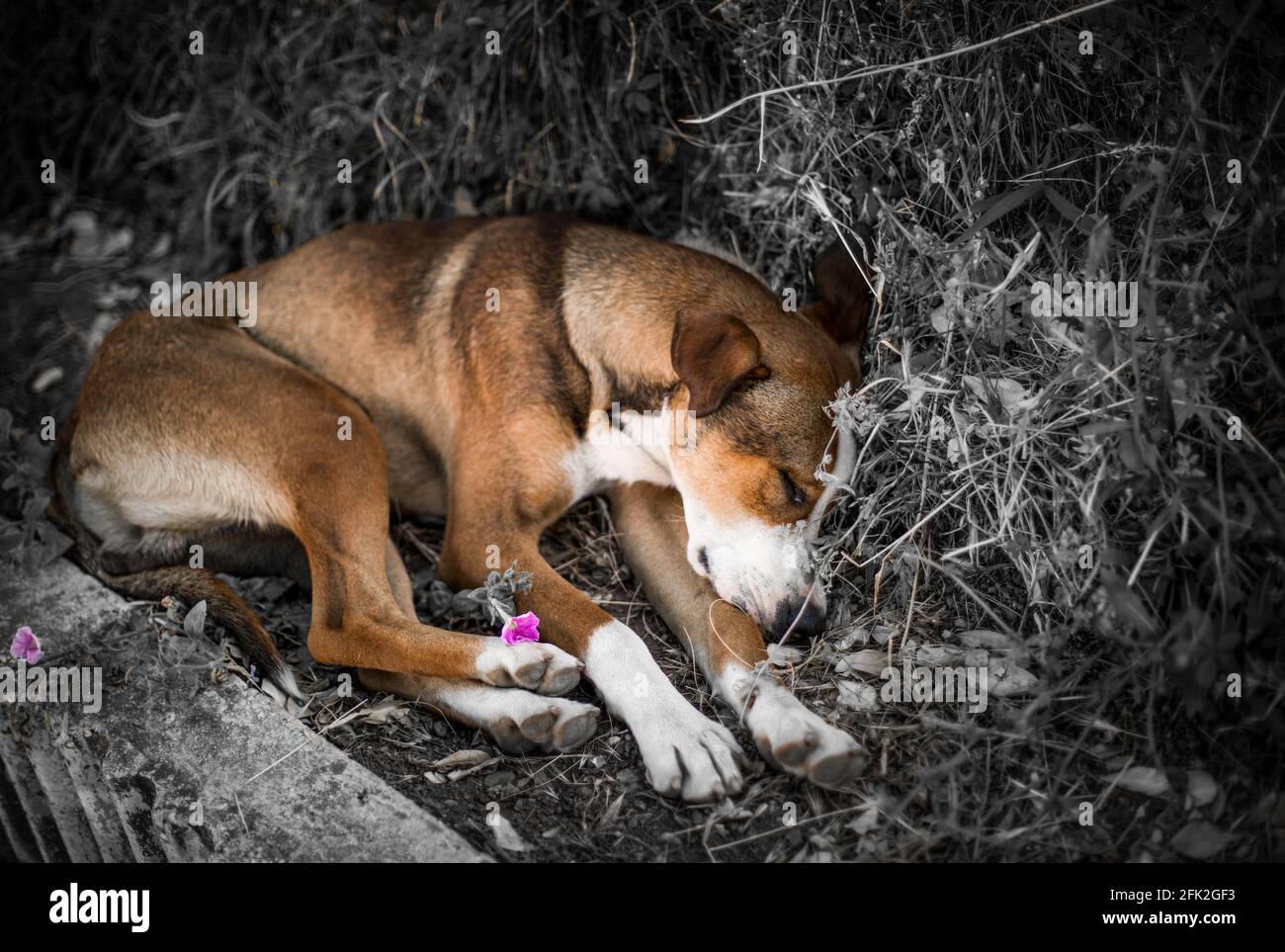 Ein heimatloser Hund, der friedlich am Straßenrand schläft Stockfoto