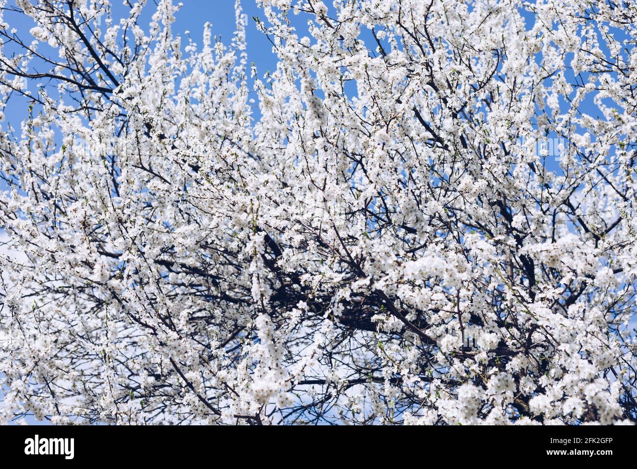Feder Grenze oder Hintergrund Kunst mit rosa Blüten. Schöne Natur Szene mit blühenden Baum und Sonne Flare. Ostern sonniger Tag. Frühling Blumen. Beautifu Stockfoto