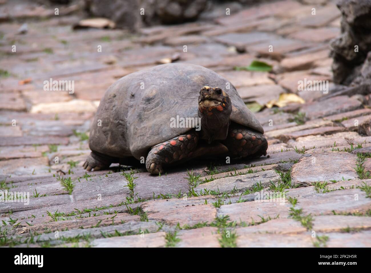 Eine Erwachsene Rotfußschildkröte, die am Mund sprudelt, gibt dem Fotografen das Auge, wenn er einen gemauerten Fußweg in Saint Peter, Barbados, hinuntergeht. Stockfoto