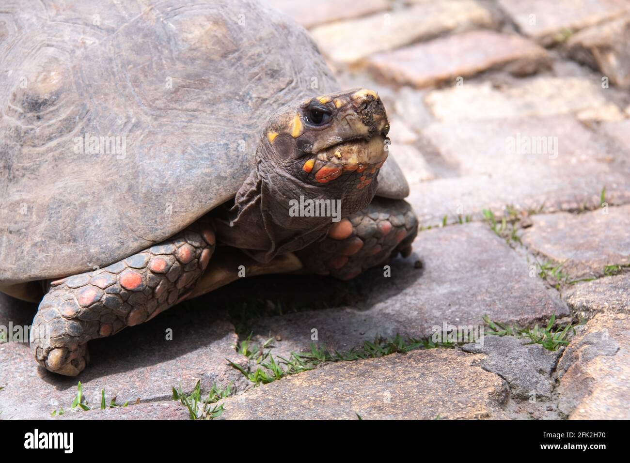 Eine Erwachsene Rotfußschildkröte, die am Mund sprudelt, gibt dem Fotografen das Auge, wenn er einen gemauerten Fußweg in Saint Peter, Barbados, hinuntergeht. Stockfoto