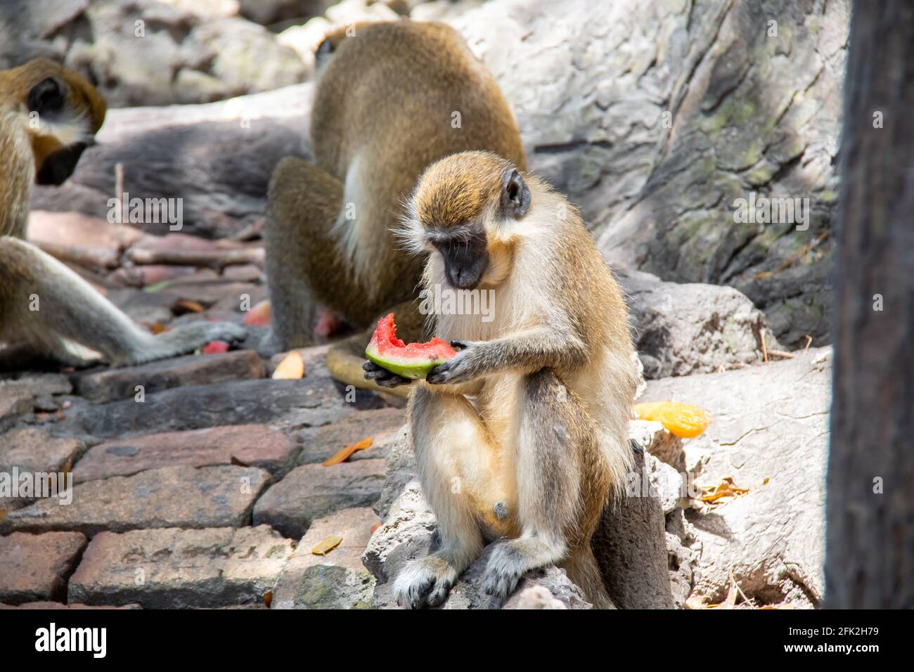 Ein jugendlicher grüner Affe, der auf einem Felsen sitzt und Früchte, eine reife Scheibe frischer Wassermelone, auf Barbados isst, mit weichem Fokus. Stockfoto