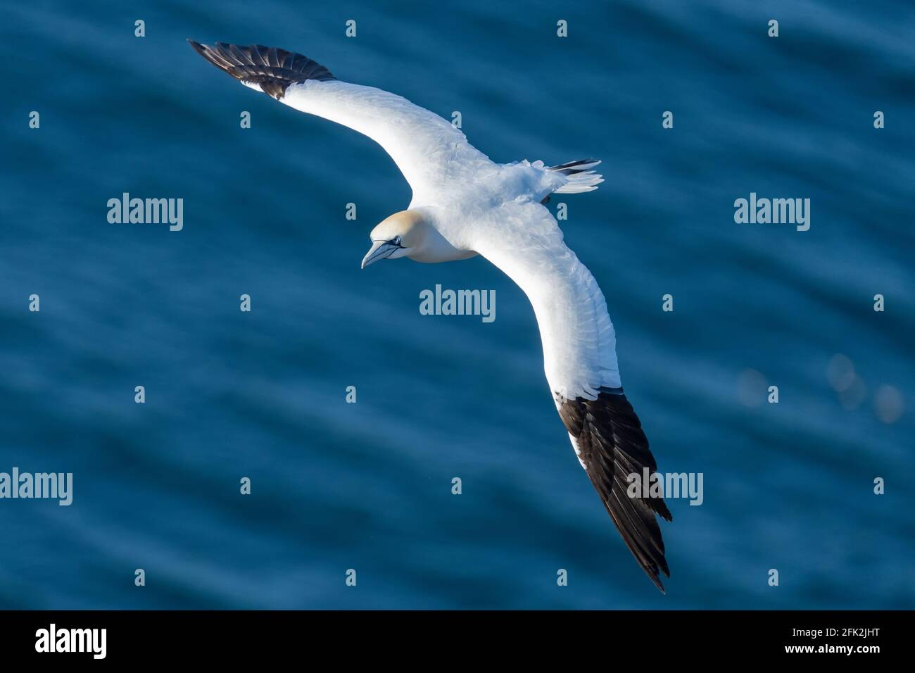 25. April 2021. RSPB Troup Head, Gardenstown, Aberdeenshire, Schottland, Großbritannien. Dies ist Gannet fliegen an den Klippen in RSPB Troup Head Aussichtspunkt auf einem sonnigen Stockfoto