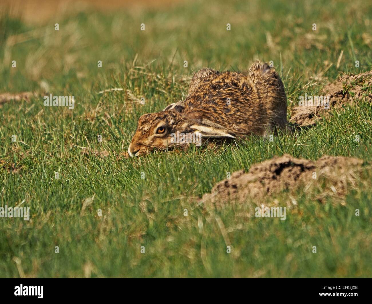 Versteckt in der einfachen Ansicht - Brauner Hase oder Europäischer Hase (Lepus europaeus) liegen tief durch Schlamm in grasbewachsenen Feld versuchen, Erkennung zu vermeiden. Cumbria, England, Großbritannien Stockfoto