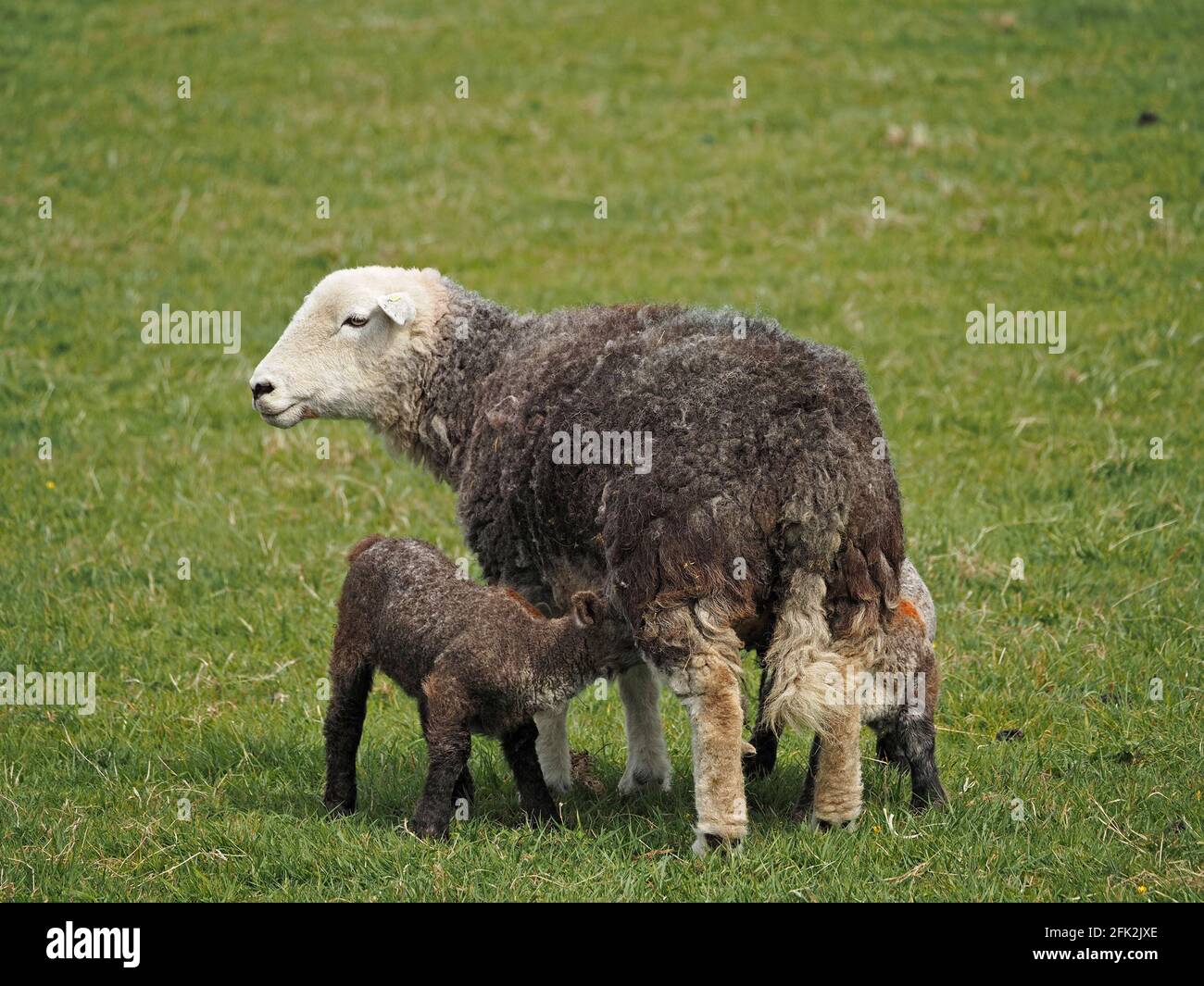 Mutter und Kind - markantes Herdwick-Mutterschafe mit zwei Lämmern auf einem grasbewachsenen Feld auf der Hochlandfarm in Cumbria, England, Großbritannien Stockfoto