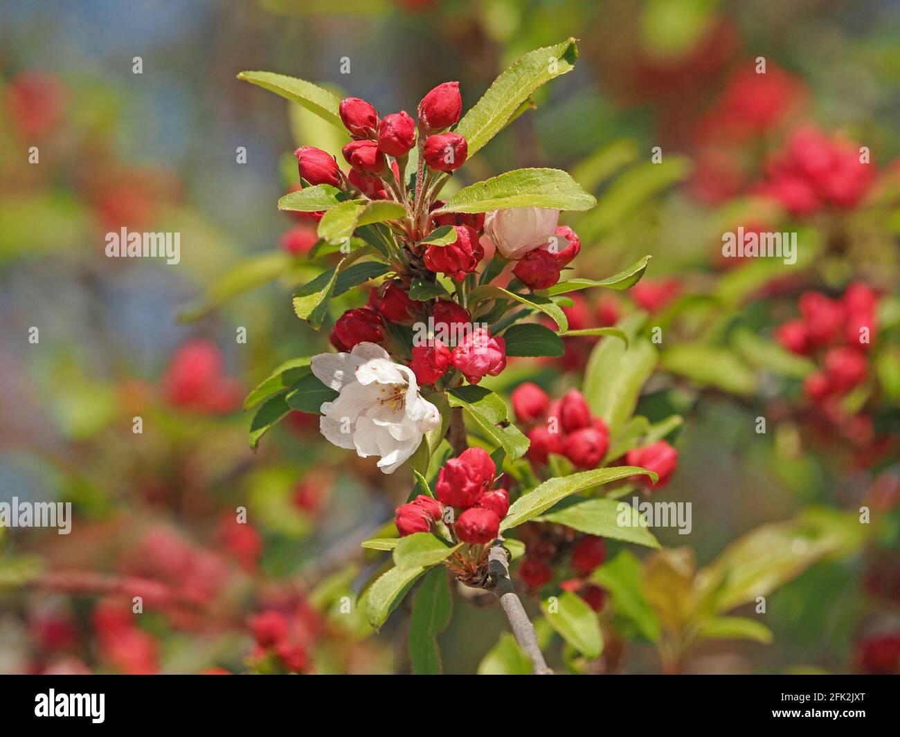 Schillernde weiße Blüten, die aus leuchtend roten Knospen der Frühlingsblüte eines ornamentalen Krabbenapfelbaums im Garten in Cumbria, England, hervorgehen Stockfoto