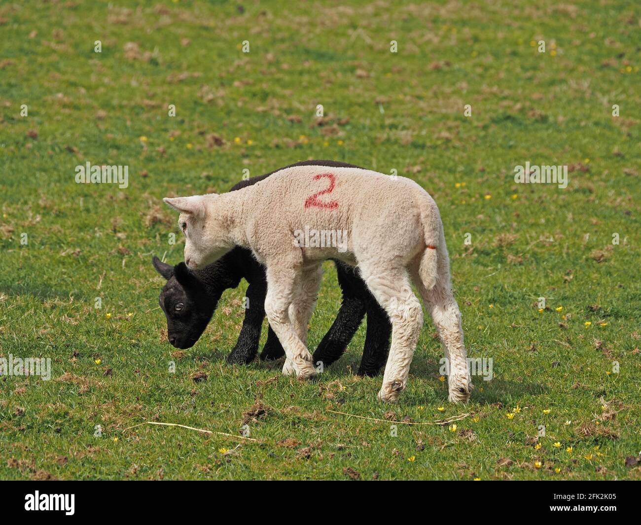 Ein weißes und ein schwarzes Lamm, das auf einem grasbewachsenen Feld auf der Farm in Upland Cumbria, England, Großbritannien, glücklich zusammenkommt Stockfoto
