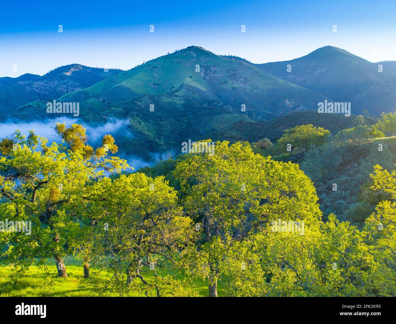 Luftaufnahme von blauen Eichen, die bei Sonnenaufgang die Hügel bedecken, Figueroa Mountain Area oberhalb des Santa Ynez Valley, Kalifornien Stockfoto