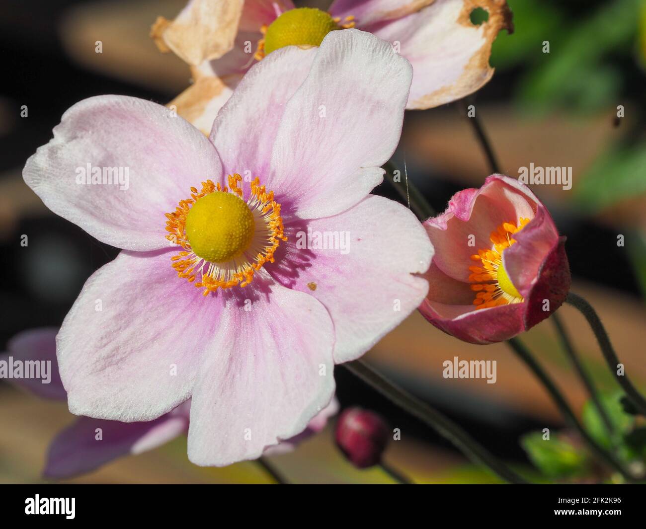 Nahaufnahme von hübschen blassrosa japanischen Windblumen mit runden Zentren und leuchtend gelben Staubgefäßen, im Garten eine volle Blüte, eine Blütenöffnung Stockfoto