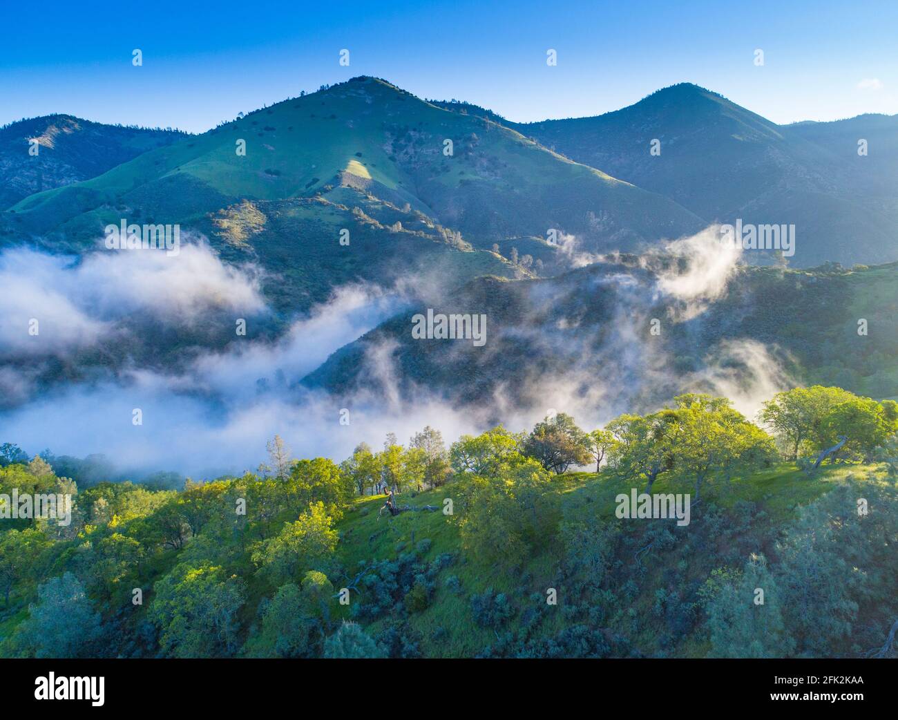 Luftaufnahme von blauen Eichen, die bei Sonnenaufgang die Hügel bedecken, Figueroa Mountain Area oberhalb des Santa Ynez Valley, Kalifornien Stockfoto
