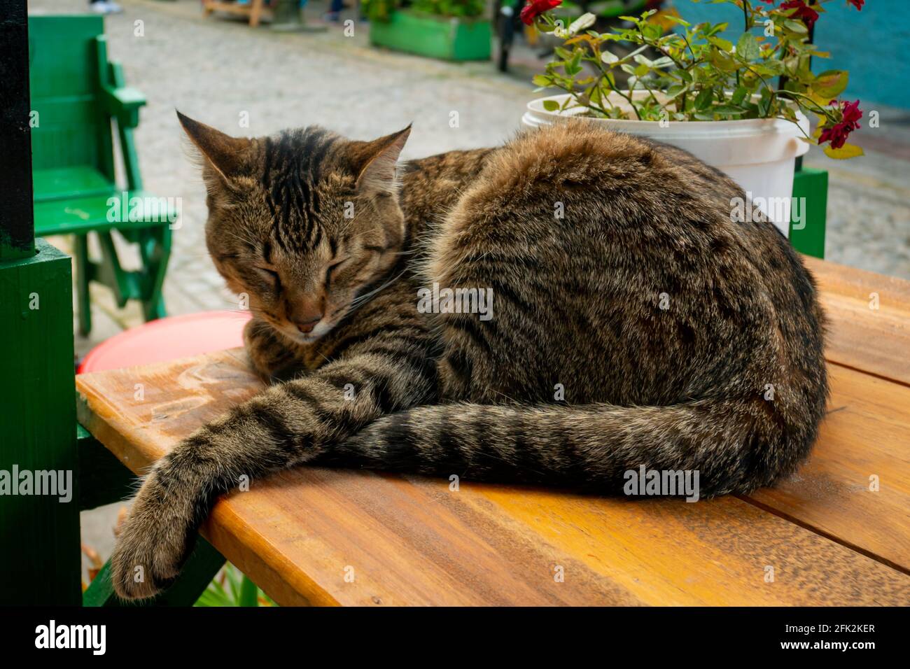 Die Katze, die mit geschlossenen Augen auf dem Tisch sitzt, schläft wach Stockfoto