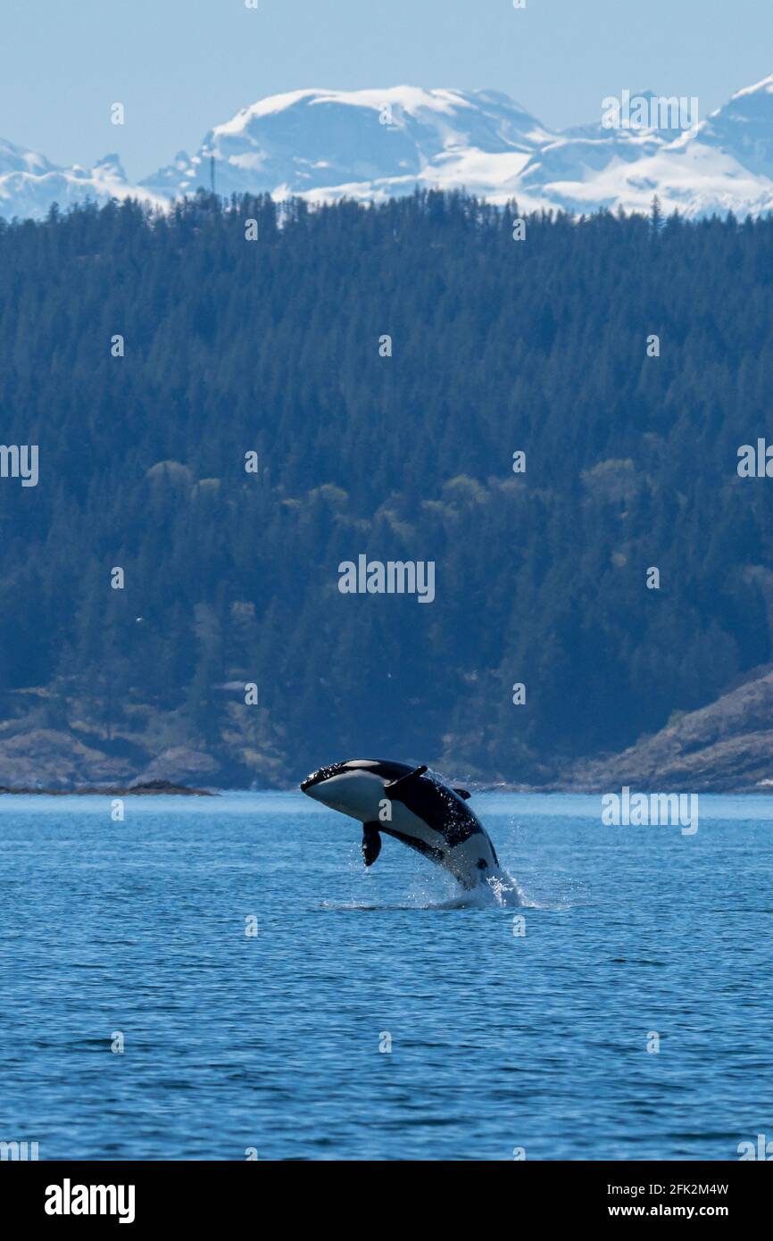 Lebensräume für Wildtiere im Norden von Vancouver Island Stockfoto