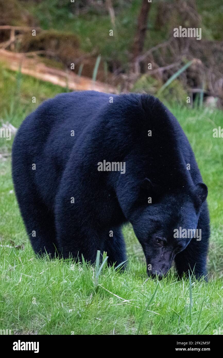 Lebensräume für Wildtiere im Norden von Vancouver Island Stockfoto