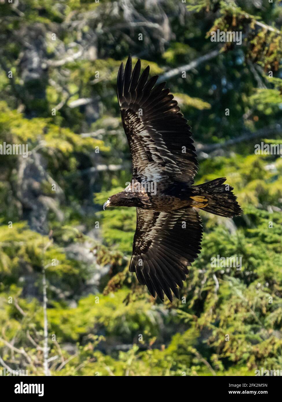 Lebensräume für Wildtiere im Norden von Vancouver Island Stockfoto