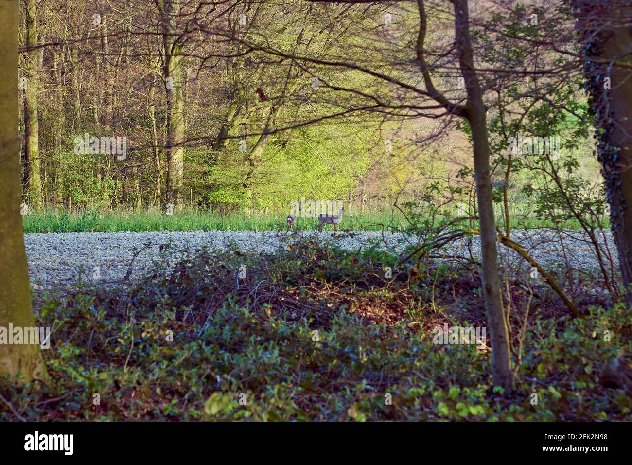 Seitenansicht eines wilden Damhirsches, bei Sonnenuntergang aufmerksam in der Natur beobachten. Elegantes weibliches Säugetier, das am Herbstabend auf einer Wiese im Wald steht. Stockfoto