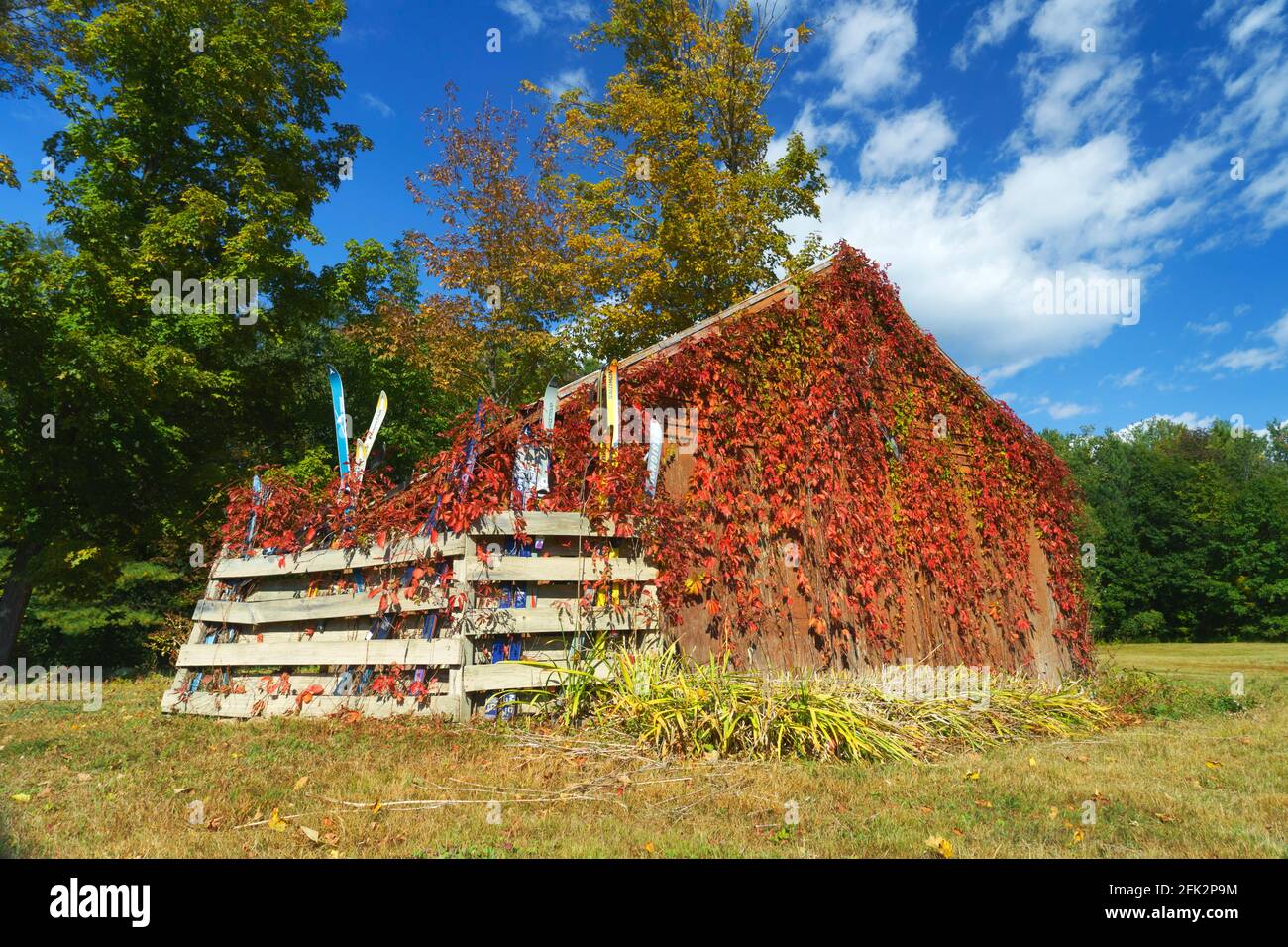 Malerische Scheune mit Weinrebe bedeckt, die im Herbst rot geworden ist, Bartlett NH, USA. Auf der Seite befindet sich ein Korral aus Holzbrettern mit alten Paar Skiern. Stockfoto