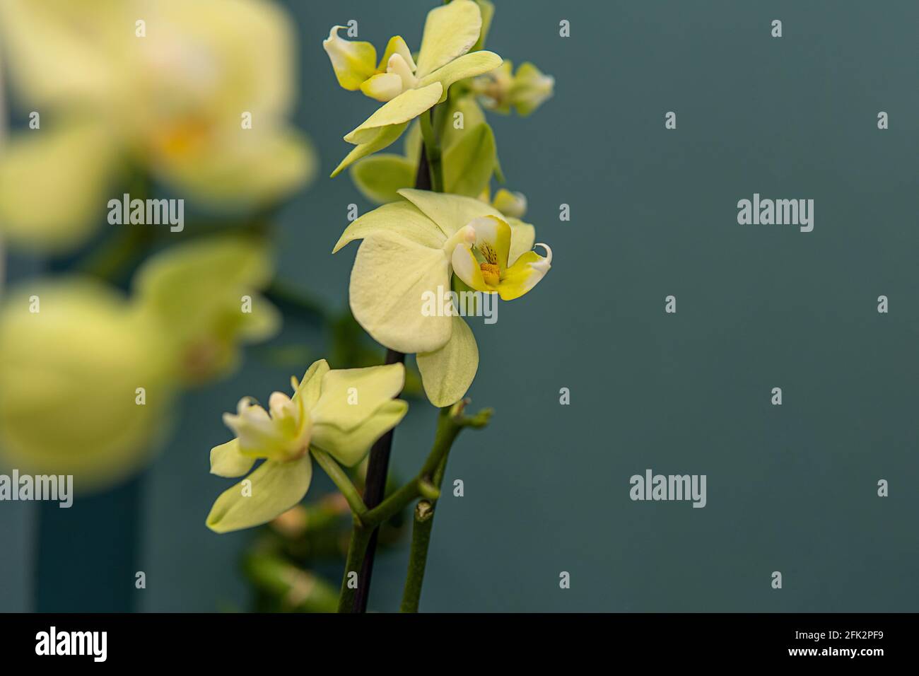 Orchideenpflanze mit grünen Knospen und blühender weißer Blume auf einer Fensterbank aus nächster Nähe. Wachsende Orchideen zu Hause Konzept. Selektiver Fokus. Stockfoto