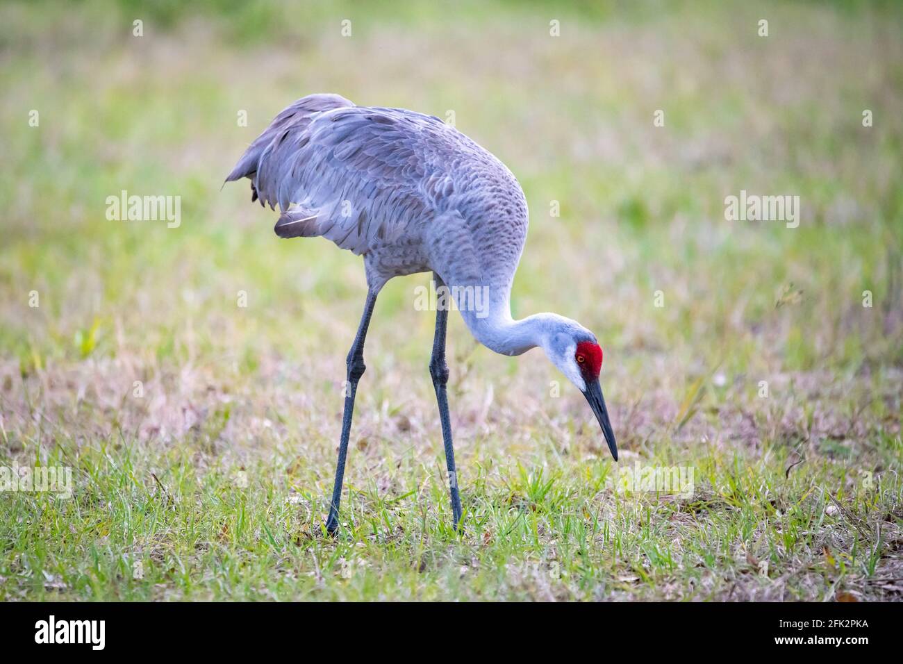 Einzelner Sandhügelkran Nahaufnahme Porträt am Tag in der Angezeigt Stockfoto