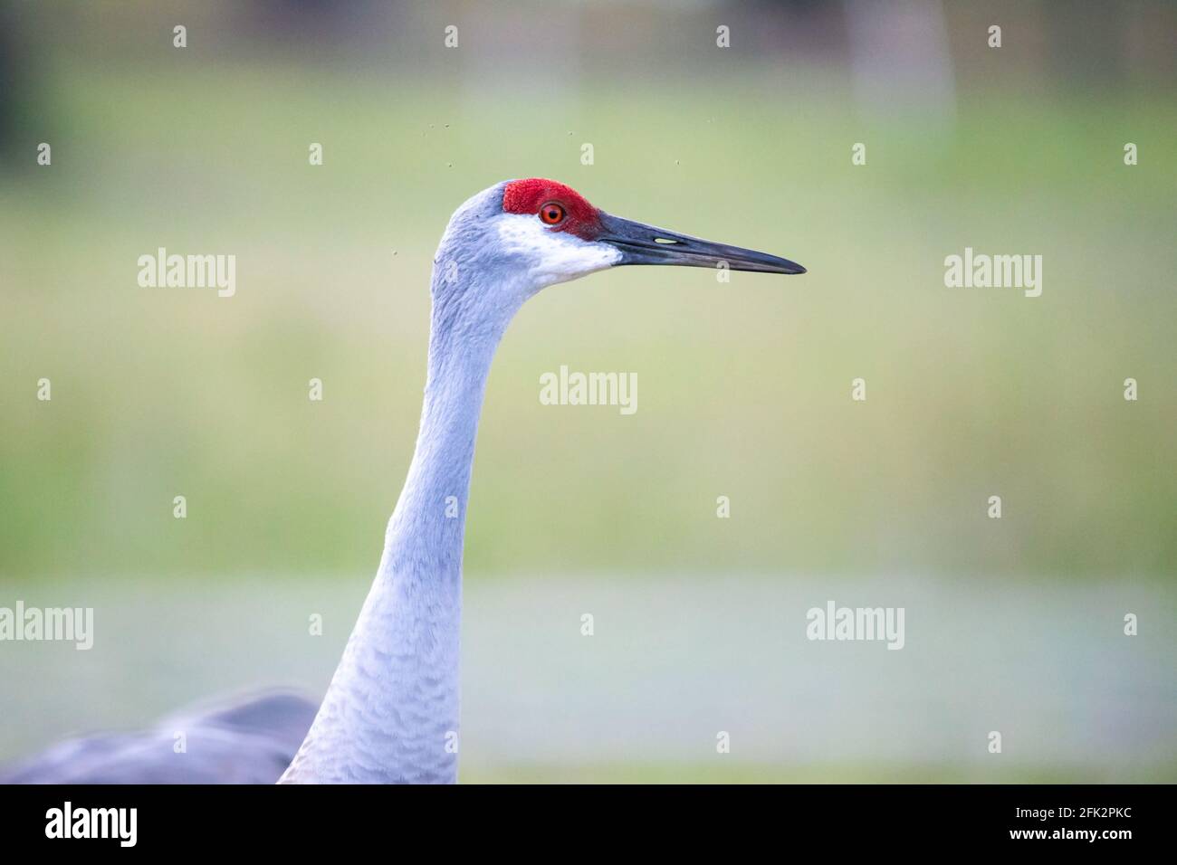 Einzelner Sandhügelkran Nahaufnahme Porträt am Tag in der Angezeigt Stockfoto