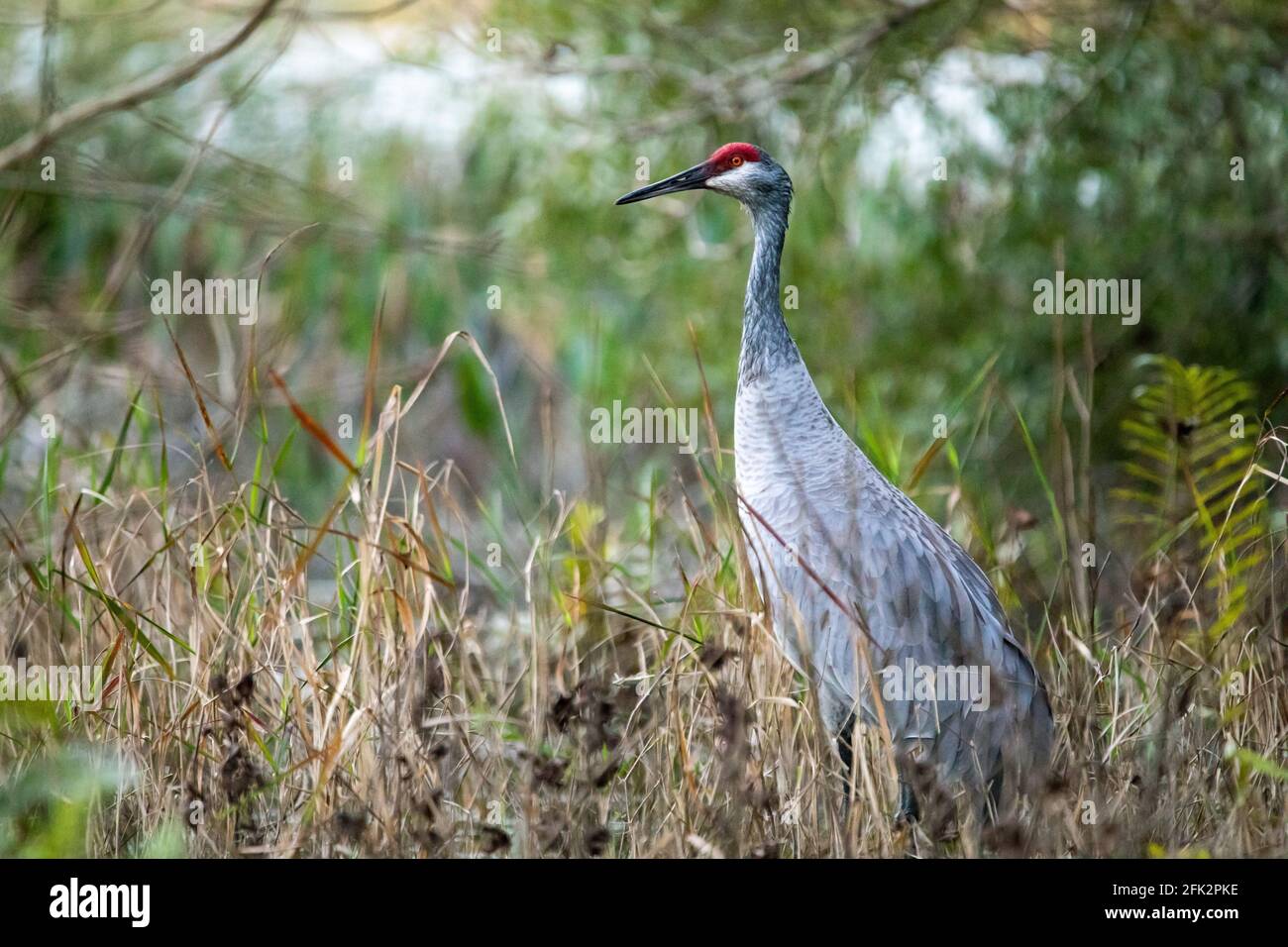 Einzelner Sandhügelkran Nahaufnahme Porträt am Tag in der Angezeigt Stockfoto