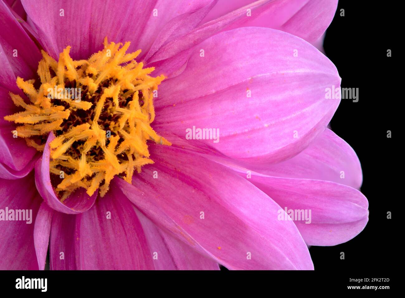 Nahaufnahme einer einzelnen Dahlia Lively Lavendel Blume mit rosa Blütenblättern und gelbem Zentrum, isoliert auf schwarzem Hintergrund mit Fokus-Stapeltechnik. Stockfoto
