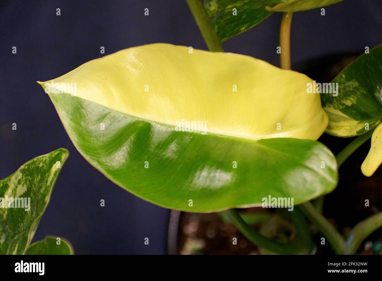 Philodendron Burle Marx Stockfotos und -bilder Kaufen - Alamy