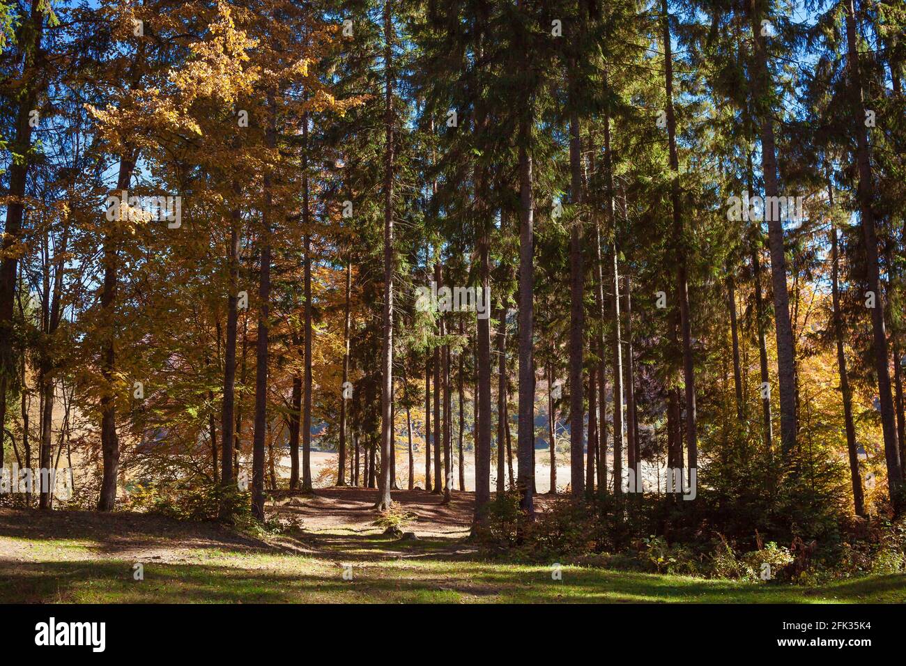 Waldlichtung am sonnigen Herbsttag. Stockfoto