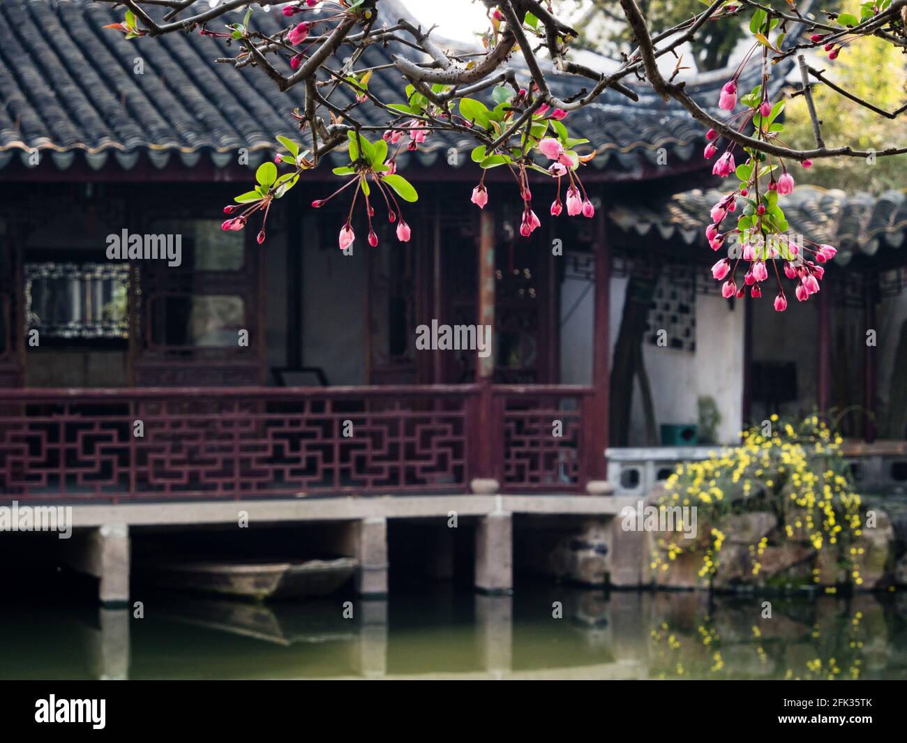 Kirschblüten im klassischen chinesischen Garten Stockfoto