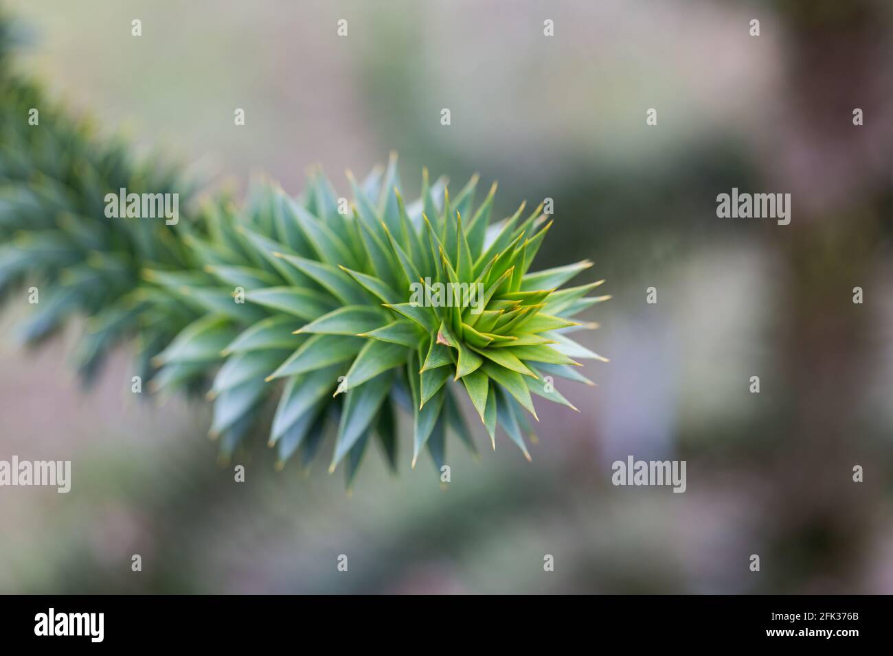 Nahaufnahme des Astes eines Araucaria araucana-Baumes. Auch bekannt als Monkey Puzzle Tree oder Chilenische Kiefer. Stockfoto
