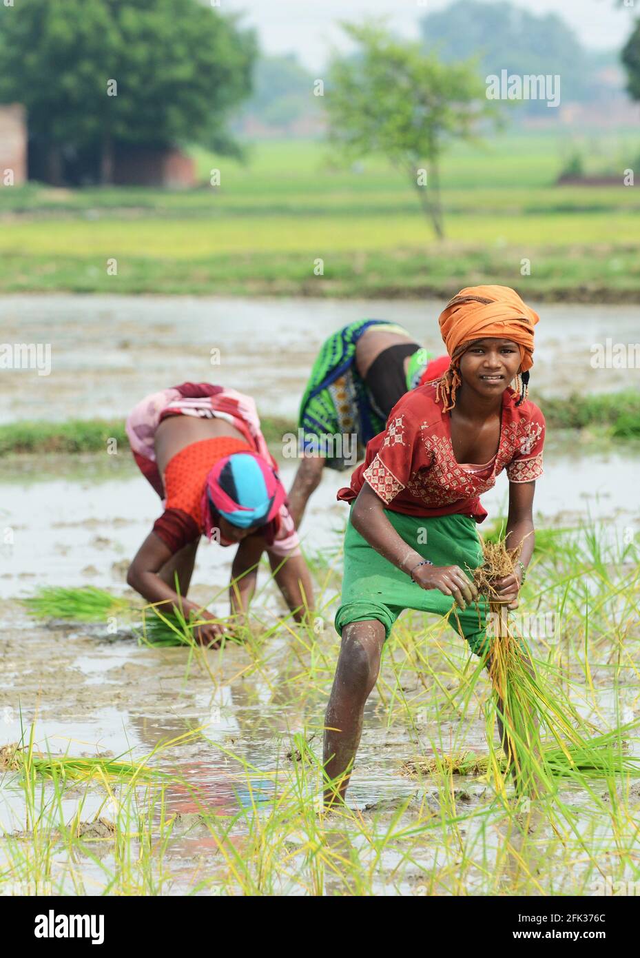 Indische Frauen, die Reissämlinge in einem kleinen Bauernhof in Uttar Pradesh, Indien, verpflanzen. Stockfoto