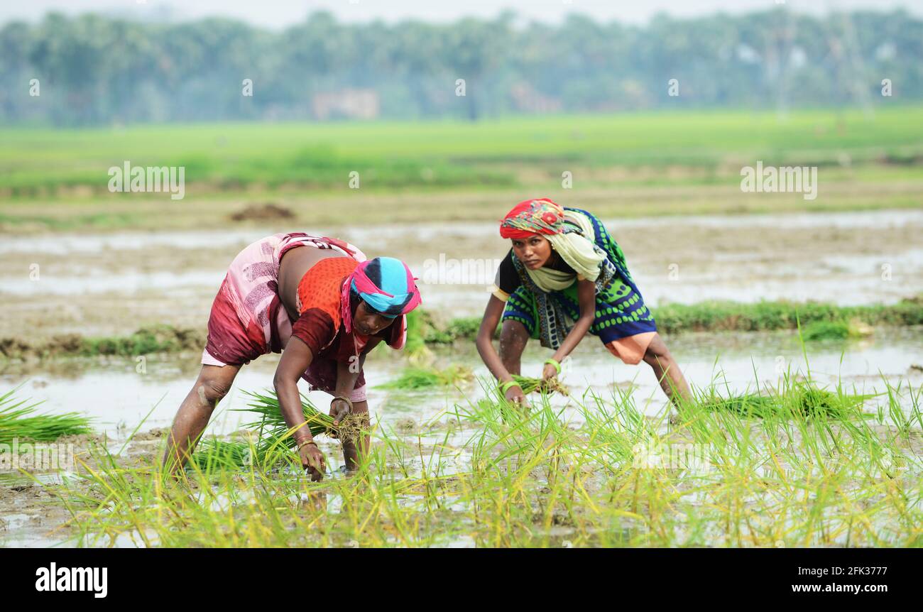 Indische Frauen, die Reissämlinge in einem kleinen Bauernhof in Uttar Pradesh, Indien, verpflanzen. Stockfoto