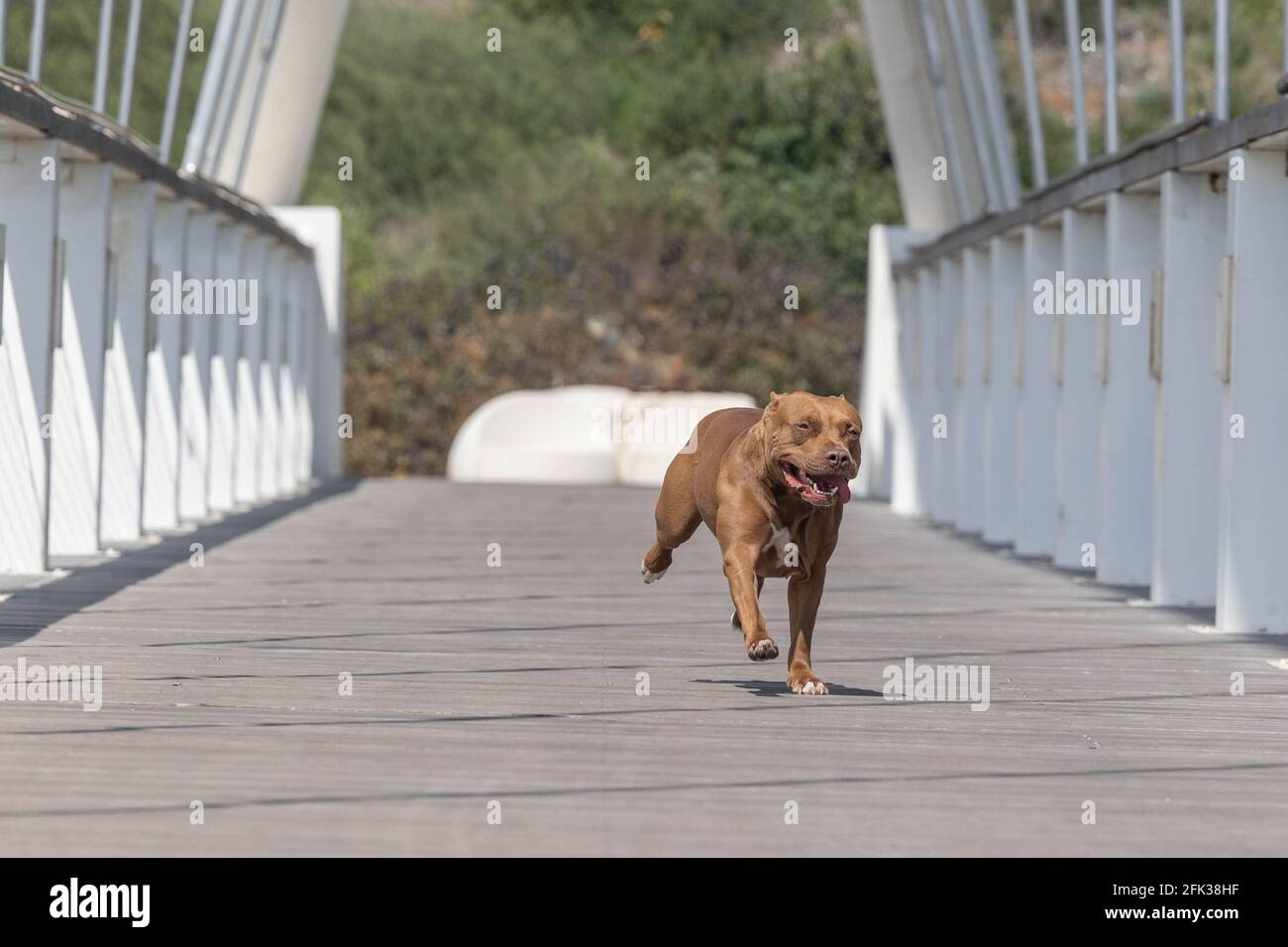 Ein Hund rannte über die Brücke Stockfoto