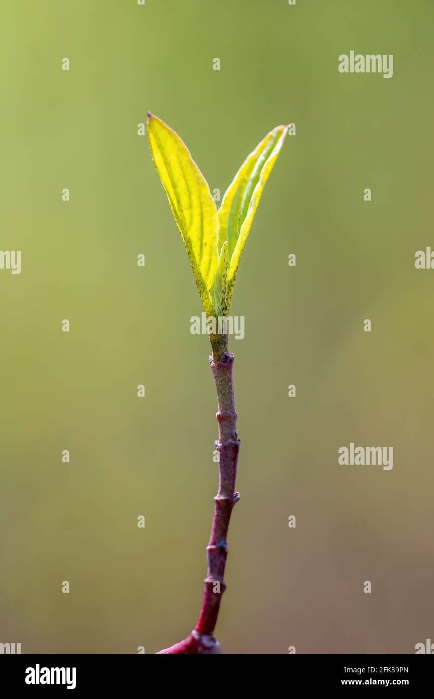 Zweig mit schöner, frischer Frühlingsknospe Stockfoto