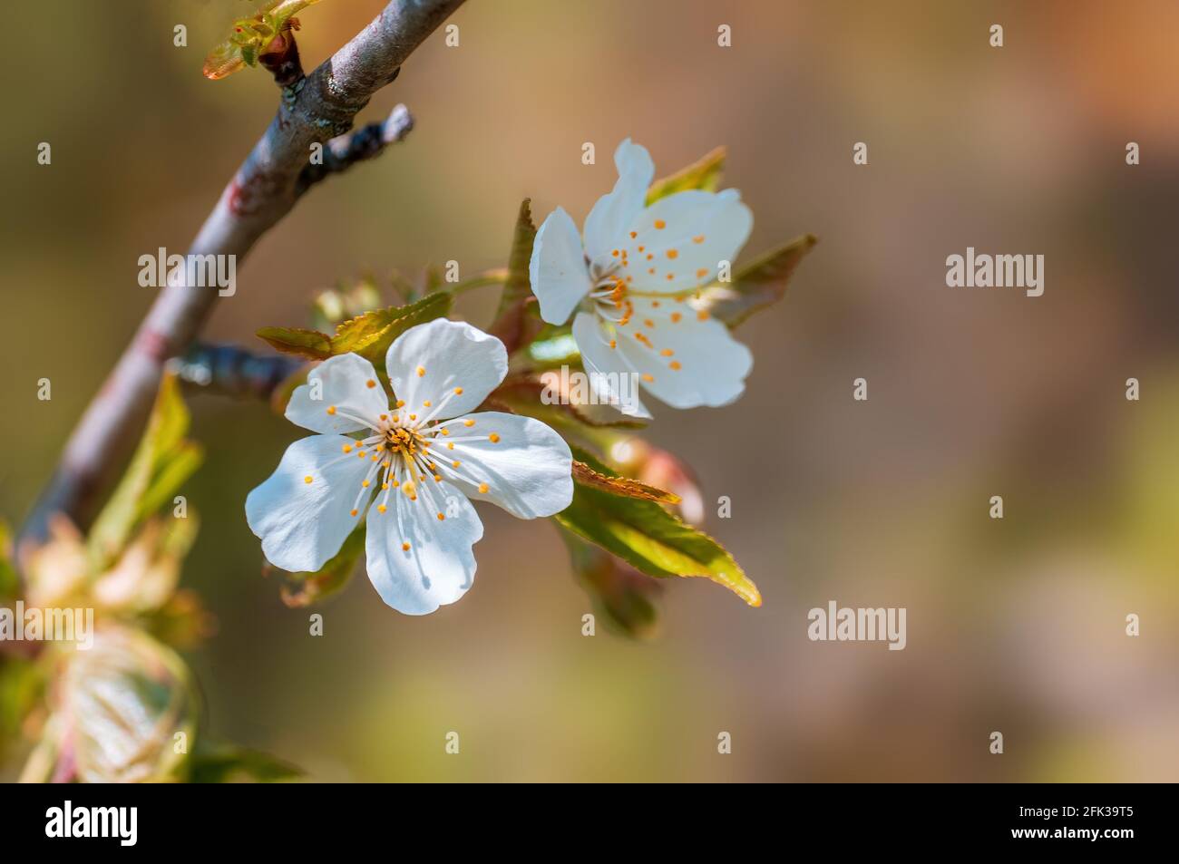 Zweig mit schönen frischen Frühlingsblumen Stockfoto