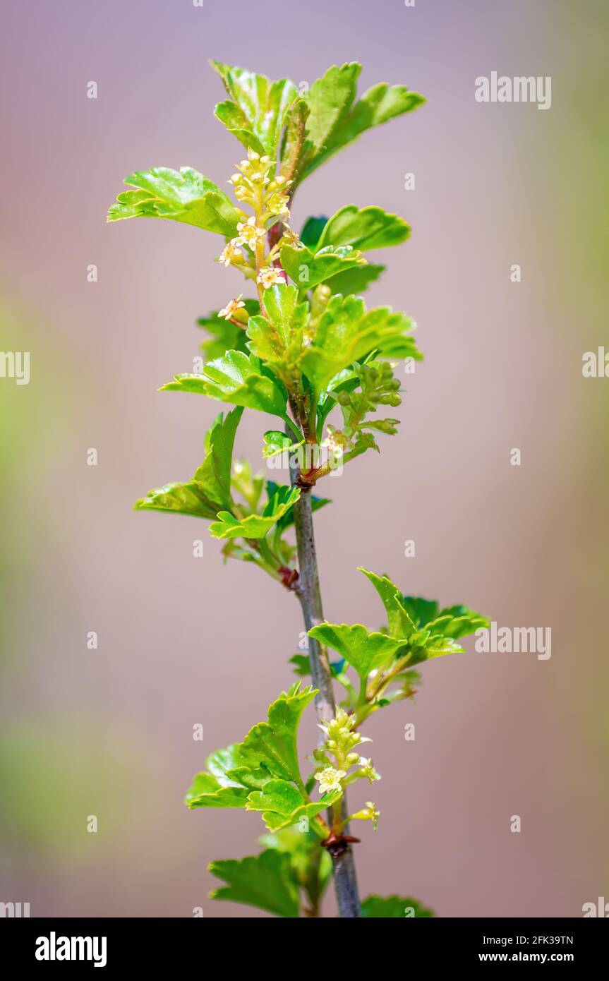 Zweig mit schöner, frischer Frühlingsknospe Stockfoto