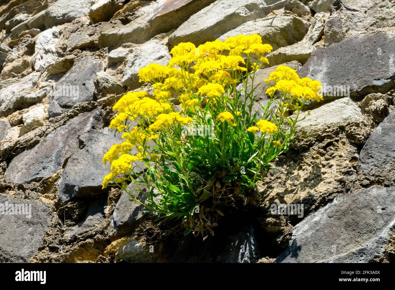 Steinkraut Goldener Alyssum-Saxatil, der an trockener Wand wächst, Korb aus Gold Stockfoto