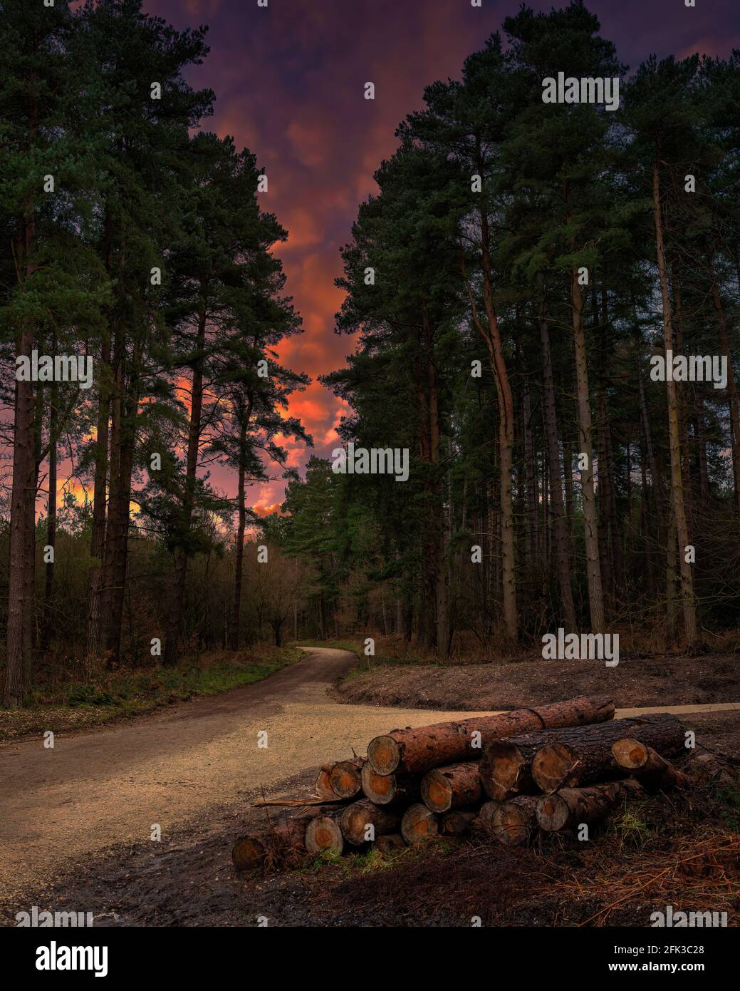 Ein knallender Sonnenuntergang, der durch die Bäume von Thieves Wood in Nottinghamshire, England, glüht. Stockfoto