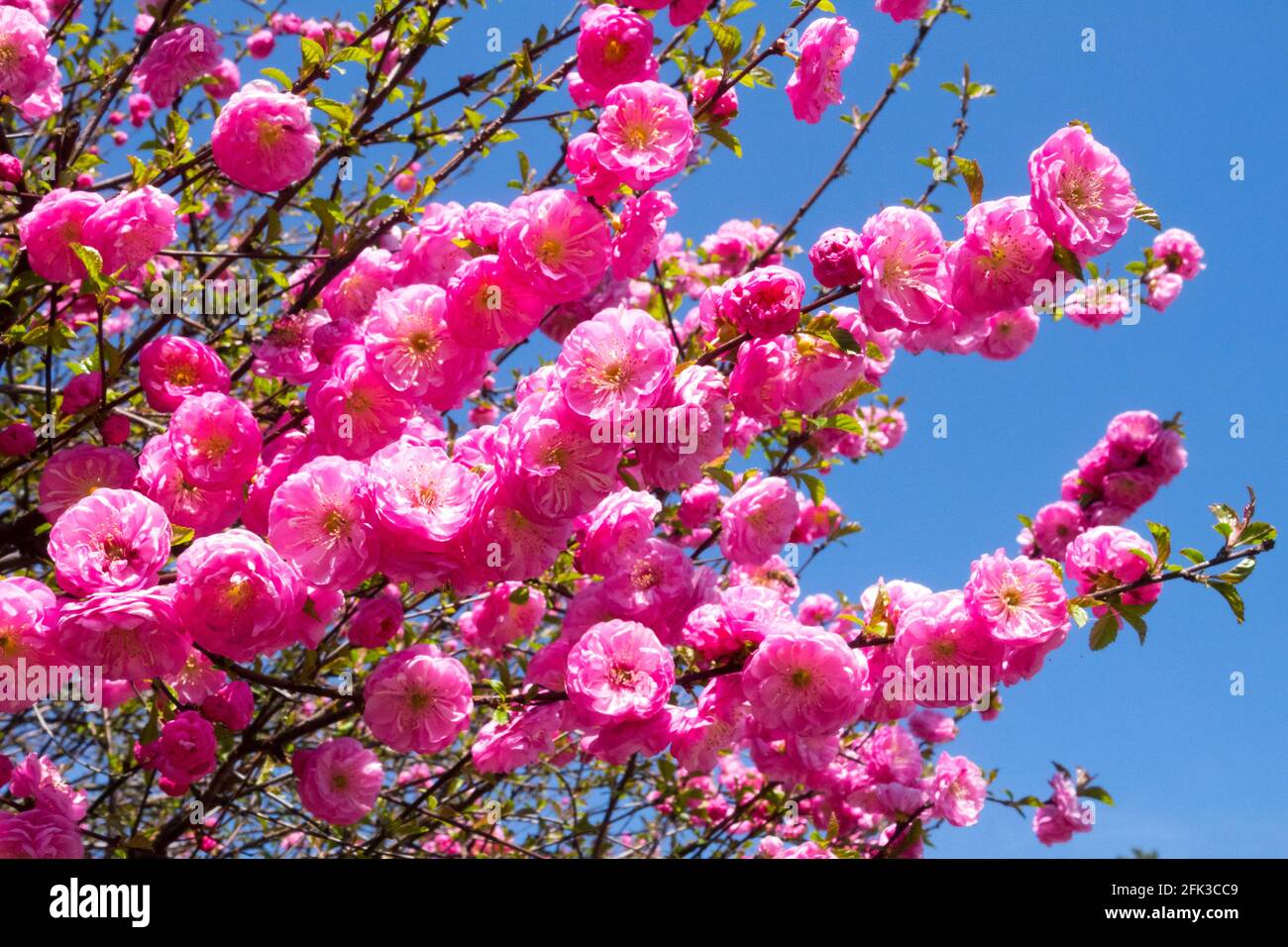 Rosa Frühlingsblüten blühende Sträucher April Blumen Zweige blühende afghanische Zwergkirsche Prunus triloba Rosenmund blüht rosa blühende Mandelpflaume Stockfoto