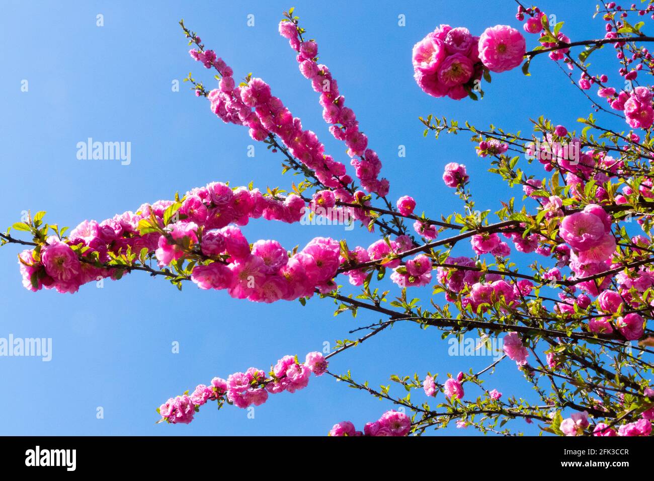 Frühlingsblütenkirsche, Prunus triloba ist Buschkirsche Stockfoto