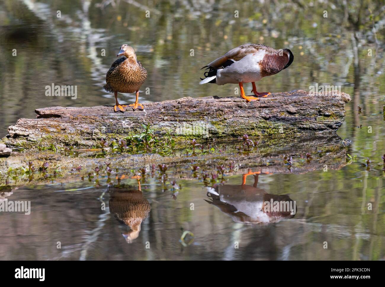 Ein Paar von männlichen und weiblichen (drake und Henne) Mallard Ducks (Anas platyrhynchos), die auf einem Baumstamm auf dem Wasser in Spring in West Sussex, England, Großbritannien, saßen. Stockfoto