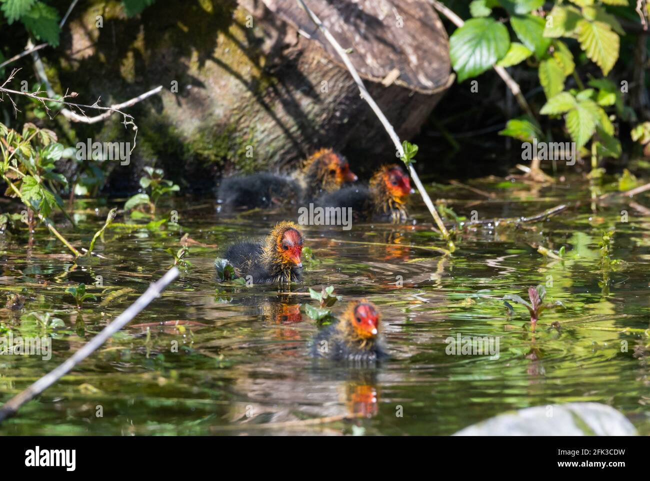 Neugeborene Babycoots, bekannt als Cooties, schwimmen im Frühling in West Sussex, England, Großbritannien im Wasser. Stockfoto