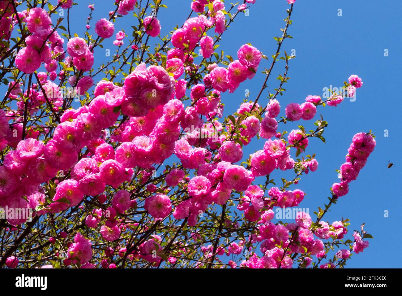 Afghanische Buschkirsche Blütenmandel Prunus triloba Rosenmund Stockfoto
