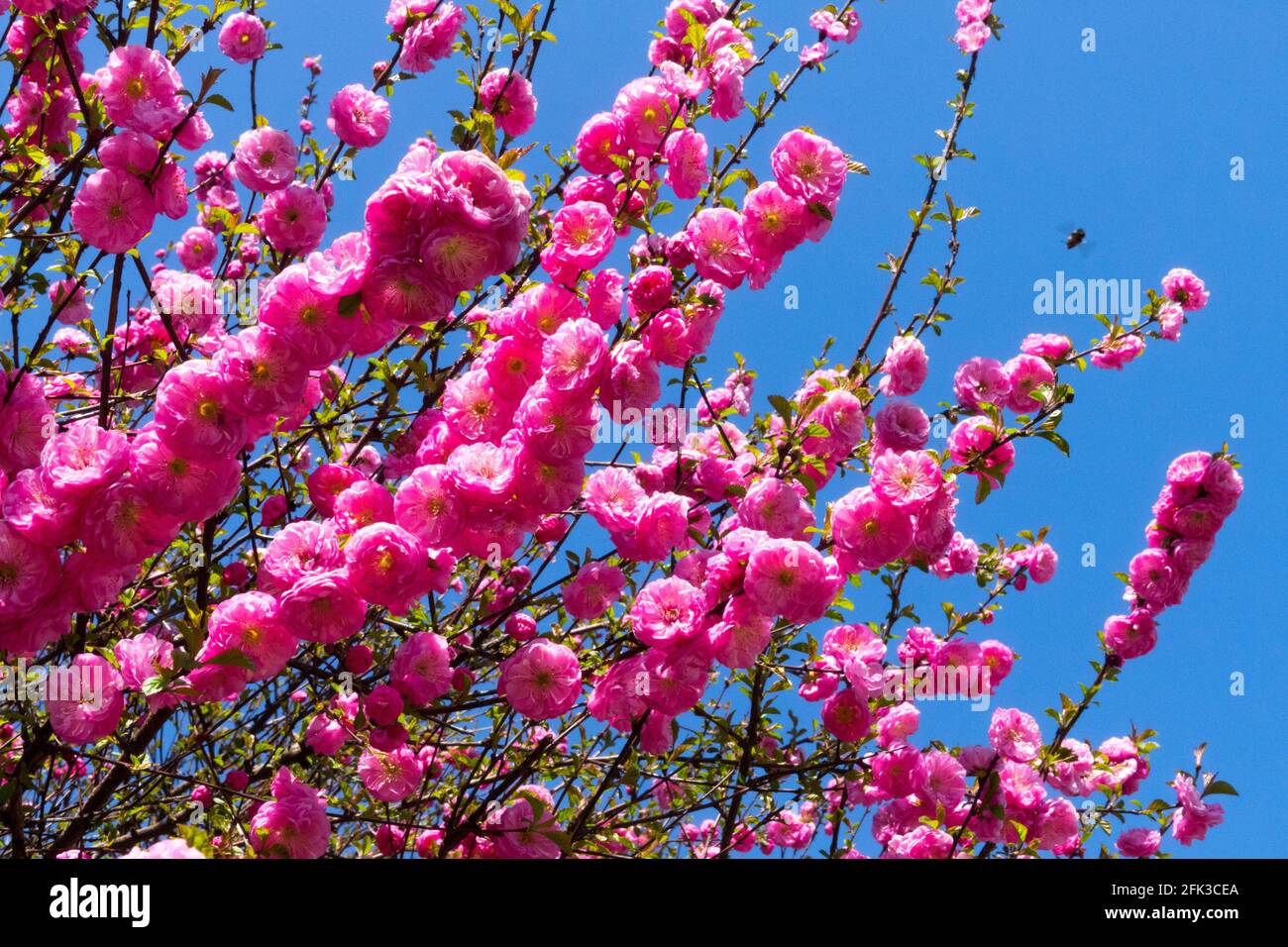 Prunus triloba 'Rosenmund' blühende Sträucher Rosa Blüten Zweige Sträucher Prunus Rosenmund blühend Frühjahrs Afghanischer Zwergkirsche Gartenblühung Stockfoto