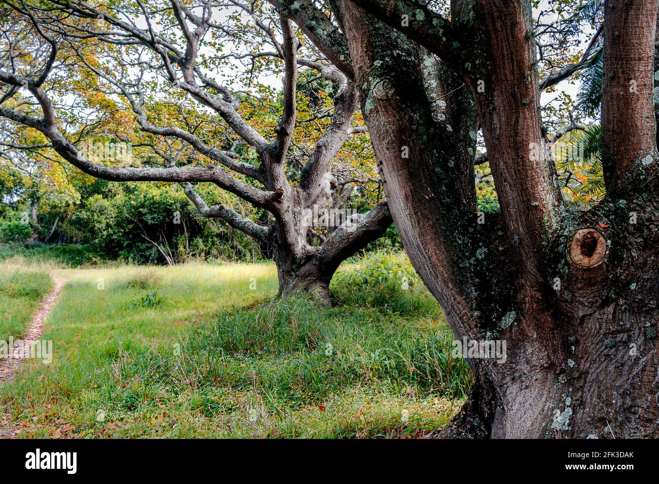 Die Bäume im Park mit dem Weg - der alte majestätische Baum Mit knarrigen Ästen im grünen Feld - schöner Baumhintergrund Stockfoto