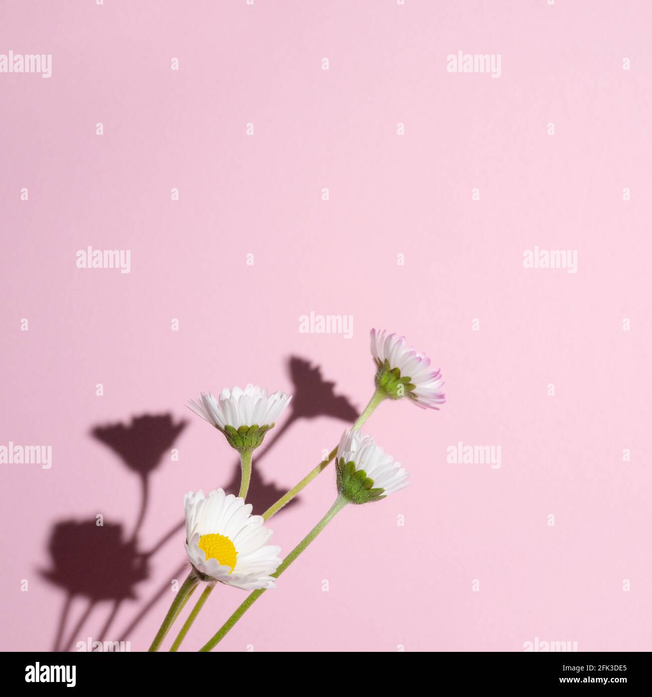 Einige Gänseblümchen mit ihrem harten Schatten auf einem rosa Hintergrund Stockfoto