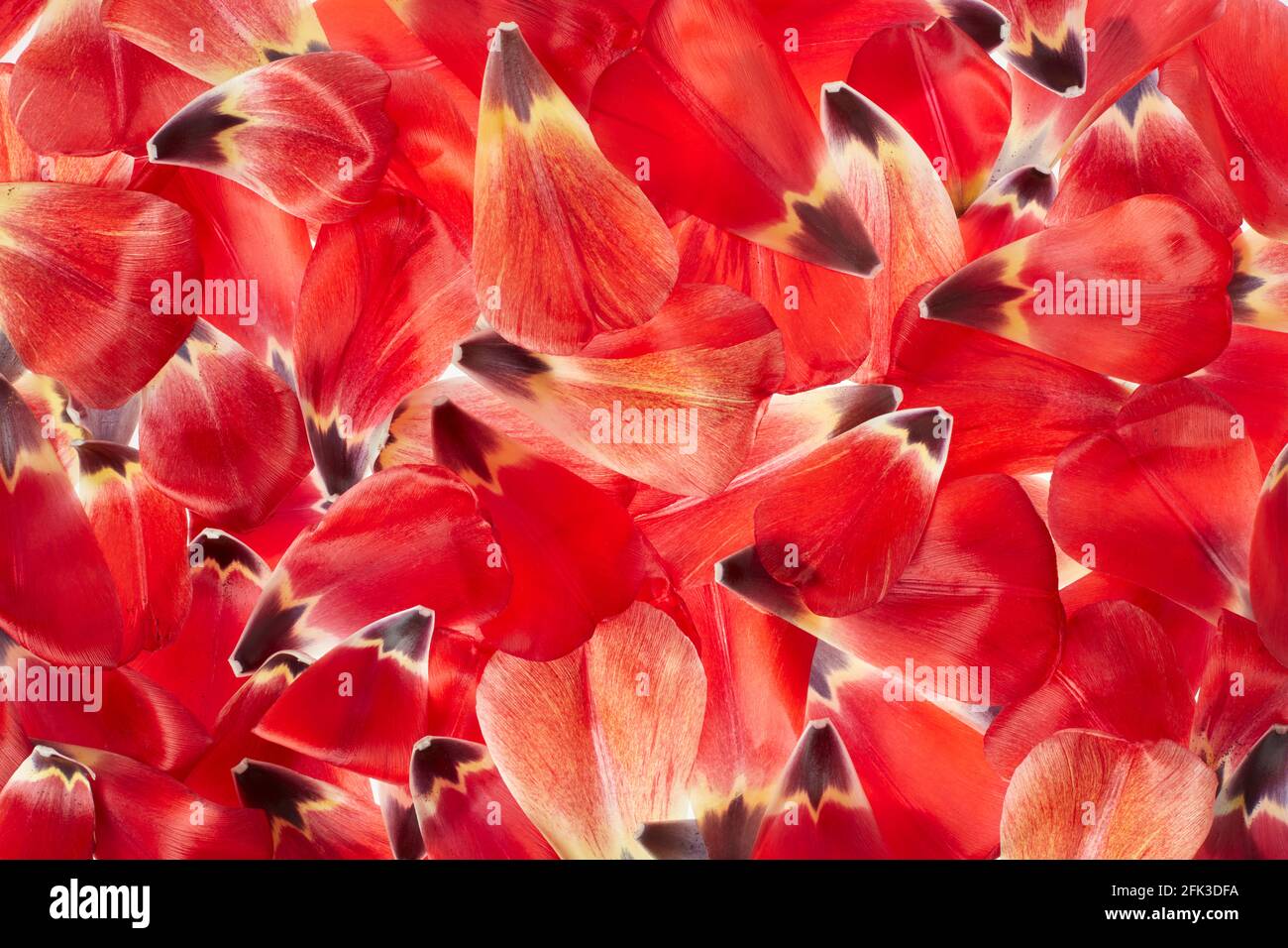 Rote Tulpenblätter, Hintergrund mit Frühlingsstruktur, Hintergrundbeleuchtung Stockfoto
