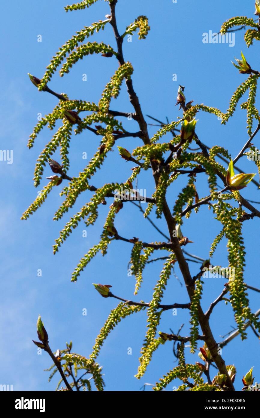 Schwarze Pappel-Kätzchen auf Ästen Populus nigra-Kätzchen Stockfoto