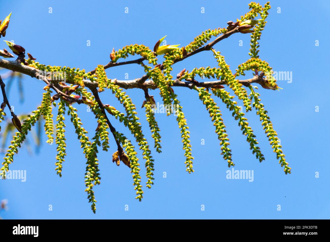 Schwarze Pappelkatzen, Balsam von gilead, schwarzes Pappelholz (Populus nigra), Infructescence Tschechische Republik, Zweig Poplar Stockfoto