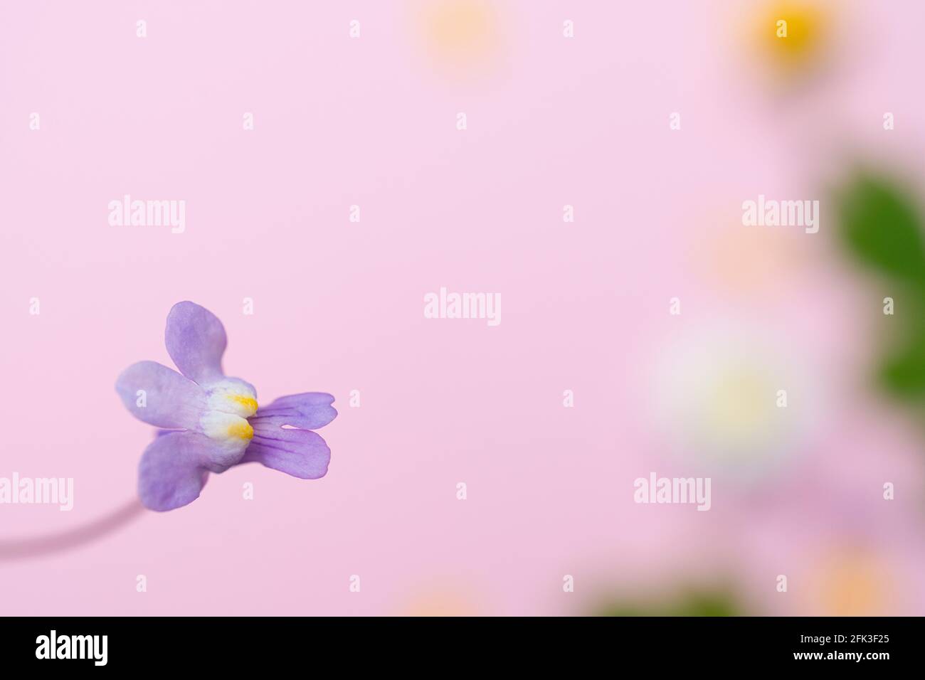 Kenilworth Efeu, Cymbalaria muralis. Aufgenommen mit auf einem rosa Hintergrund Stockfoto