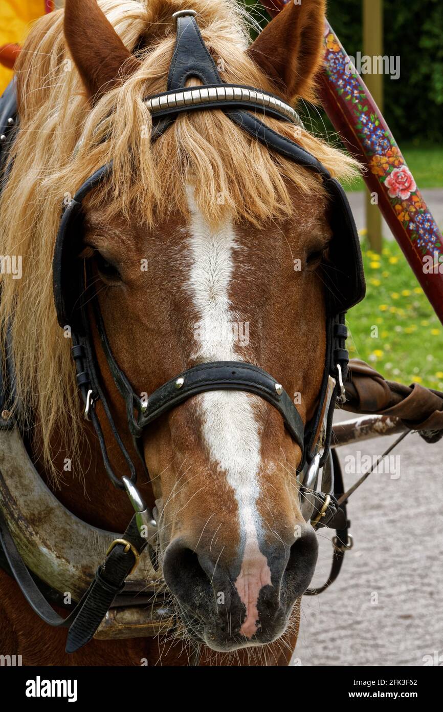 Foto von Pferd gespannt Stockfoto